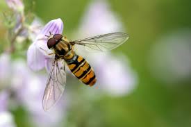 Image result for hoverfly photography